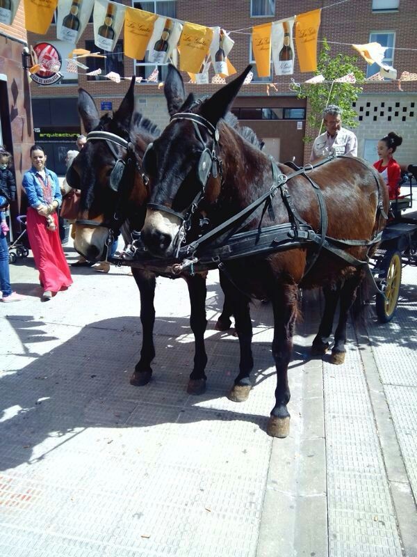 Feria de Abril 2014: concentracion ecuestre de calesas en Berriozar